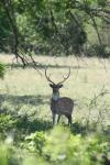 <img100*0:stuff/z/73640/deer%2520reference.1/i1262669853_5.jpg>