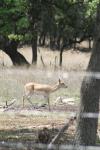 <img100*0:stuff/z/73640/deer%2520reference.1/i1262669853_6.jpg>