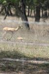 <img100*0:stuff/z/73640/deer%2520reference.1/i1262669854_10.jpg>