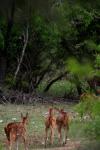 <img100*0:stuff/z/73640/deer%2520reference.1/i1262669854_11.jpg>