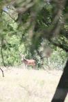 <img100*0:stuff/z/73640/deer%2520reference.1/i1262669854_12.jpg>