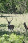 <img100*0:stuff/z/73640/deer%2520reference.1/i1262669854_13.jpg>