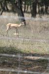<img100*0:stuff/z/73640/deer%2520reference.1/i1262669854_14.jpg>