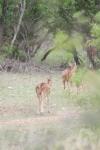 <img100*0:stuff/z/73640/deer%2520reference.1/i1262669854_15.jpg>