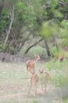 <img100*0:stuff/z/73640/deer%2520reference.1/i1262669854_7.jpg>