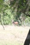 <img100*0:stuff/z/73640/deer%2520reference.1/i1262669854_8.jpg>