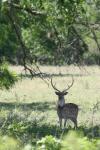<img100*0:stuff/z/73640/deer%2520reference.1/i1262669854_9.jpg>
