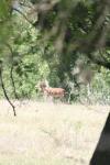 <img100*0:stuff/z/73640/deer%2520reference.1/i1262669855_16.jpg>
