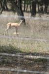 <img100*0:stuff/z/73640/deer%2520reference.1/i1262669855_17.jpg>