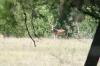 <img100*0:stuff/z/73640/deer%2520reference.1/i1262669855_18.jpg>