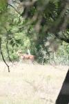 <img100*0:stuff/z/73640/deer%2520reference.1/i1262669855_19.jpg>