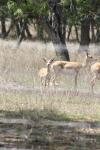 <img100*0:stuff/z/73640/deer%2520reference.1/i1262669855_20.jpg>