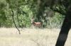 <img100*0:stuff/z/73640/deer%2520reference.1/i1262669855_21.jpg>