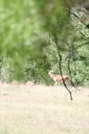 <img100*0:stuff/z/73640/deer%2520reference.1/i1262669855_22.jpg>