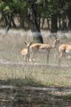 <img100*0:stuff/z/73640/deer%2520reference.1/i1262669855_23.jpg>