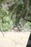 <img100*0:stuff/z/73640/deer%2520reference.1/i1262669856_24.jpg>