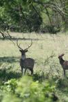 <img100*0:stuff/z/73640/deer%2520reference.1/i1262669856_25.jpg>