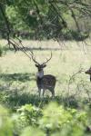 <img100*0:stuff/z/73640/deer%2520reference.1/i1262671420_1.jpg>