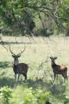 <img100*0:stuff/z/73640/deer%2520reference.1/i1262671420_10.jpg>