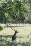 <img100*0:stuff/z/73640/deer%2520reference.1/i1262671420_11.jpg>