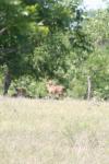 <img100*0:stuff/z/73640/deer%2520reference.1/i1262671420_12.jpg>