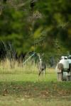<img100*0:stuff/z/73640/deer%2520reference.1/i1262671420_13.jpg>