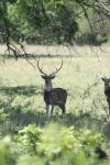 <img100*0:stuff/z/73640/deer%2520reference.1/i1262671420_14.jpg>