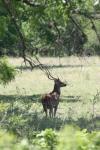 <img100*0:stuff/z/73640/deer%2520reference.1/i1262671420_15.jpg>