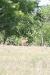 <img100*0:stuff/z/73640/deer%2520reference.1/i1262671420_16.jpg>
