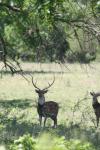 <img100*0:stuff/z/73640/deer%2520reference.1/i1262671420_17.jpg>