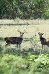 <img100*0:stuff/z/73640/deer%2520reference.1/i1262671420_18.jpg>