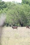 <img100*0:stuff/z/73640/deer%2520reference.1/i1262671420_19.jpg>