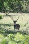 <img100*0:stuff/z/73640/deer%2520reference.1/i1262671420_2.jpg>