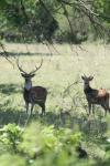 <img100*0:stuff/z/73640/deer%2520reference.1/i1262671420_20.jpg>