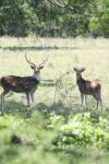 <img100*0:stuff/z/73640/deer%2520reference.1/i1262671420_21.jpg>
