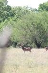 <img100*0:stuff/z/73640/deer%2520reference.1/i1262671420_22.jpg>