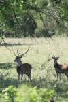 <img100*0:stuff/z/73640/deer%2520reference.1/i1262671420_23.jpg>