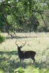 <img100*0:stuff/z/73640/deer%2520reference.1/i1262671420_3.jpg>