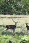 <img100*0:stuff/z/73640/deer%2520reference.1/i1262671420_4.jpg>