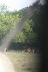 <img100*0:stuff/z/73640/deer%2520reference.1/i1262671420_5.jpg>
