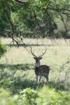 <img100*0:stuff/z/73640/deer%2520reference.1/i1262671420_6.jpg>