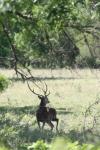 <img100*0:stuff/z/73640/deer%2520reference.1/i1262671420_7.jpg>