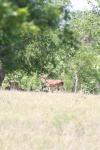 <img100*0:stuff/z/73640/deer%2520reference.1/i1262671420_8.jpg>
