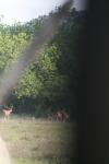 <img100*0:stuff/z/73640/deer%2520reference.1/i1262671420_9.jpg>
