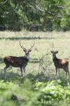 <img100*0:stuff/z/73640/deer%2520reference.1/i1262671421_24.jpg>
