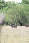 <img100*0:stuff/z/73640/deer%2520reference.1/i1262671421_25.jpg>