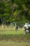 <img100*0:stuff/z/73640/deer%2520reference.1/i1262671748_1.jpg>