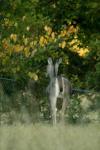 <img100*0:stuff/z/73640/deer%2520reference.1/i1262671748_10.jpg>