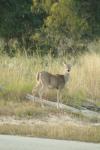 <img100*0:stuff/z/73640/deer%2520reference.1/i1262671748_11.jpg>