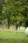 <img100*0:stuff/z/73640/deer%2520reference.1/i1262671748_2.jpg>